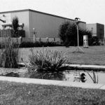 Ealing Mead school pond close to main entrance, with weather station and bird table in background. Photo supplied by Leslie Cooper who apparently looked after the duck.
